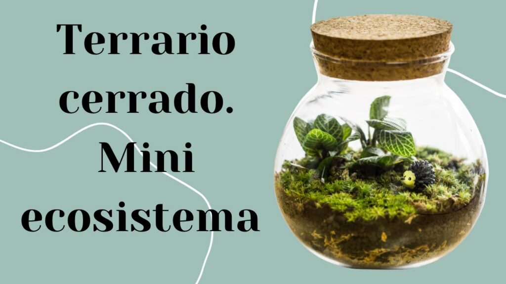 Terrario Mini Ecosistema Terrarios