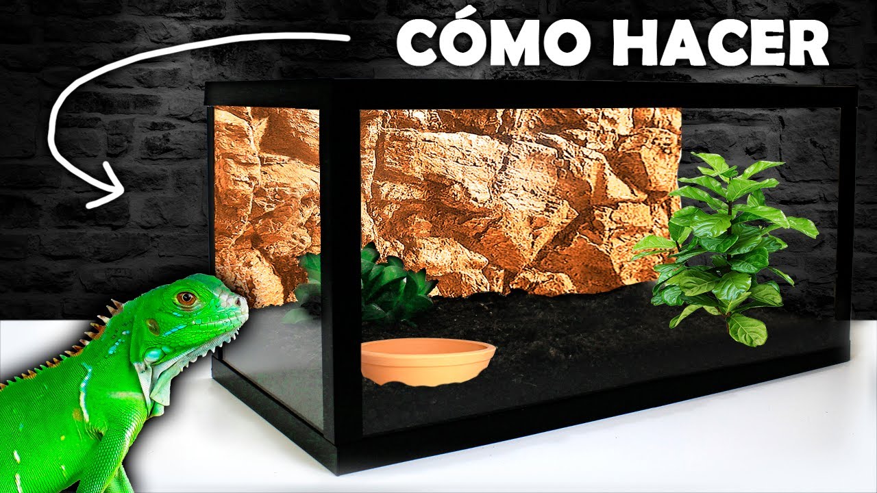 Como Hacer Un Terrario Para Reptiles Terrarios 5704