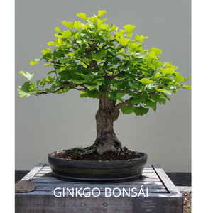 Ginkgo Bonsái