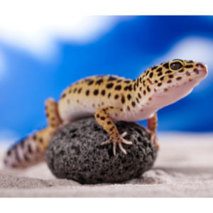 gecko leopardo