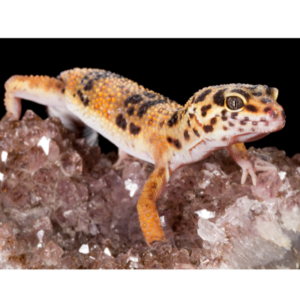 terrario gecko leopardo