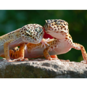 pareja de geckos