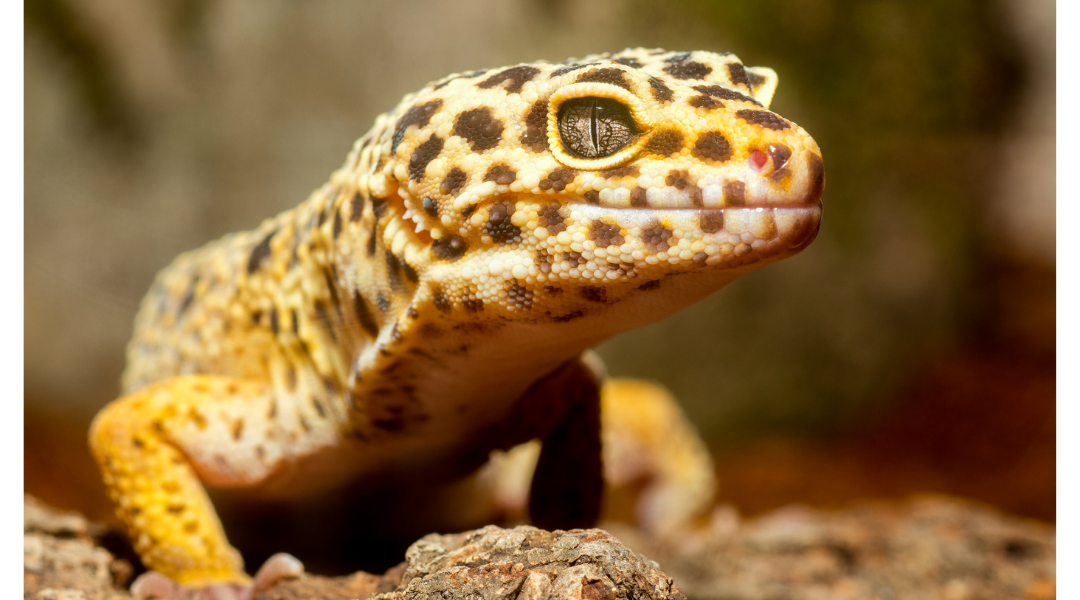 terrario para gecko leopardo